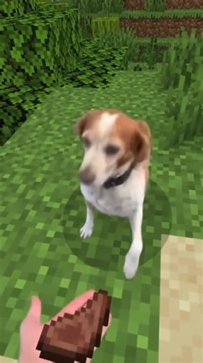 dogs in Minecraft part1 @o_oktopus #minecraft #viral #funny #dog #viralshort #meme #dogs #cute #meat