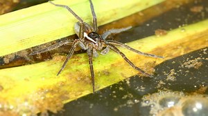 The 7 Biggest Spiders In New Jersey