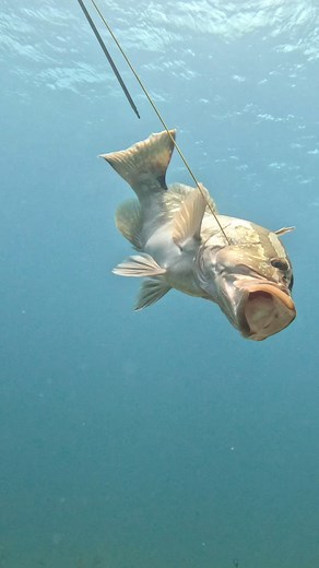 Expert Underwater Spearfishing for Grouper | Ryan Myers Spearfishing