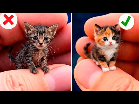 Hilarious Cat Reactions to Viral TikTok Trends Unleashed 🐾