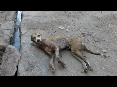 Hopeless wounded dog dying on side of street rescued.