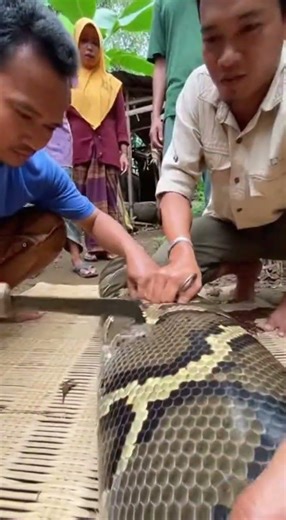 The SHOCKING Truth About Ular Piton Raksasa