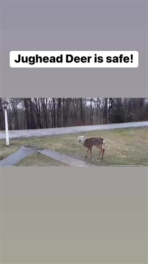 oneBURGH Deer: Has anyone heard of Jughead Deer?A deer was spotted on February 22 in Ohio Township with a container stuck on it’s head. After 3 weeks of daily hunts it was caught this morning by Matt and Lisa. Matt chased JHD down and got the container off. Damn. Dude literally caught a deer. Must be fast. We wish Jughead Deer the very best. JHD is now a part of Pgh Pop Culture Forever. Fantastic single Halloween costume OR a couple could go as JHD and the lady that survived the bear attack. (Bi