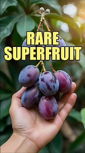 What is the RAREST Fruit You've Ever Seen in Your Garden?