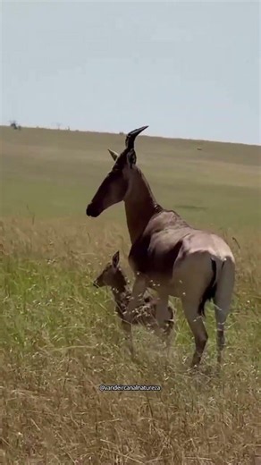a onça a gansela é seu filhote #suspence #ação #animals #viralisar #natureza