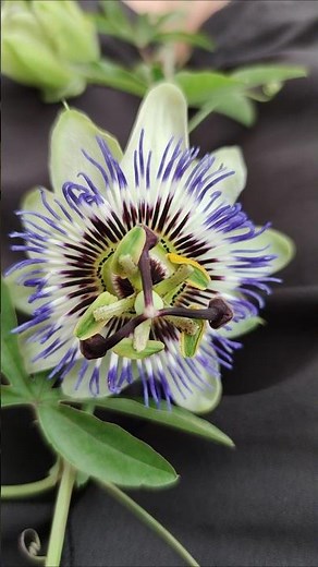 Maracuja Blumen Blüte Frucht Blaue Passionsblume Passiflora caerulea