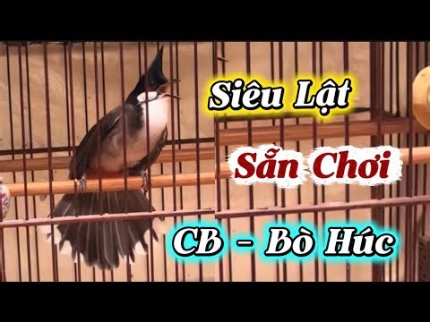 14/5 - CB Bò Húc Chim Thi Phách Dê Tốc Độ VIP | Máy Chạy Cầu Tiều Phu Hàng Thi Cứng | Chim Chung Kết