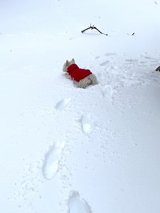 Friends of Susan Branch (F.O.S.B.) on Reels