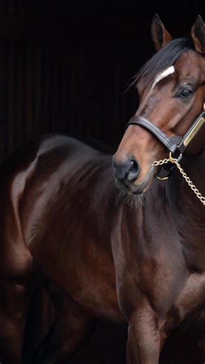 Spendthrift Farm | THE MIGHTY MITOLE A champion on the track, and a champion sire. | Instagram