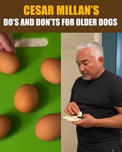Legendary Dog Behaviorist, Cesar Millan, shares which foods you should AVOID feeding your pet at all costs. If your dog suffers from ⚫️ Weight Gain ⚫️ Loss of Energy ⚫️ Achy Joints ⚫️ Stinky, Mushy Poops ⚫️ Bad Breath ⚫️ Diminished Mental Ability Watch Cesar reveal the TOXIC FOODS to avoid and show how you can help extend your beloved pet’s health span. See for yourself! 👉 rebrand.ly/CesarQuiz | Cesar Millan