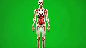 Download Human Anatomy 3D Model for free