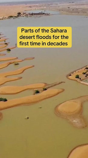 Rare rainfall left blue lagoons of water amid the palm trees and sand dunes of the Sahara desert for the first time in decades. Southeastern Morocco's desert is among the most arid places in the world and rarely experiences rain in late summer. #saharadesert