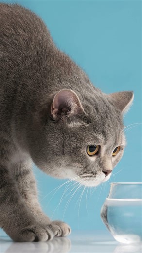 Même les chats ont le flow 💧🐱