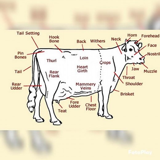 learning about the cow anatomy #1 🐄