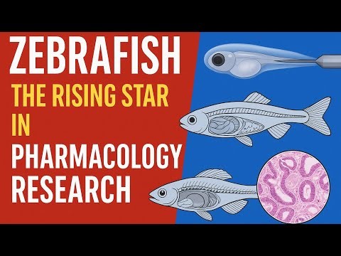 “Zebrafish: The Rising Star in Pharmacology Research | Microinjection, Dissection & Histopathology"