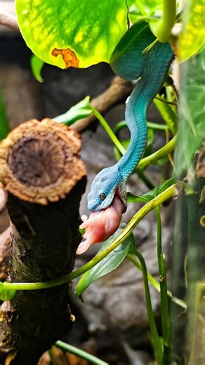 Följ med när jag matar lite av mina djur 😁 Mata djuren är alltid lika kul #trimeresurusinsularis #wildlifephotography #wildlife #nätpyton #varanusindicus #thamnophis #reptil #snake #terrarium #orm #reptile #animal #djur #reptiler #nature #reticulatedpython #nätpyton #natur #viral #cobra #kobra #naja #najanaja #Sverige #sweden | Pontus Hjelm wildlife