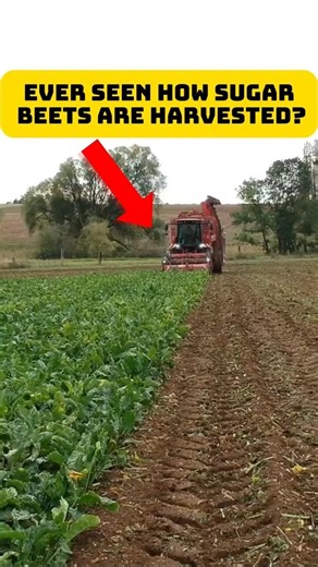 Farmingtech: MASSIVE SUGAR BEET HARVESTER IN ACTION