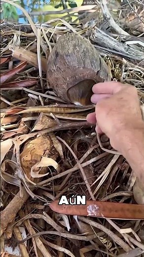 The Little Animal Got Trapped in a Coconut 🤯❤️