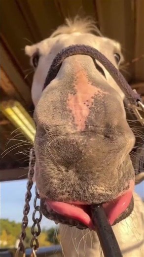 Cute animals #20 #calf