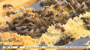 1.5K views · 60 reactions | From rooftops to government gardens, embassies and office buildings, if you know where to look, you'll find bees buzzing all over Washington, D.C. We take an up-close look at the sometimes feared, but often sweet honey bee. | CBS Mornings | Facebook