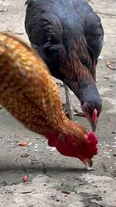 Eating 145 rice with partners without stop