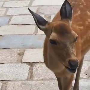 This deer starts off sounding like a fart, but then... | The Brightside