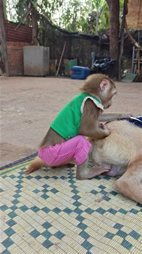 These animals are really warm towards humans.