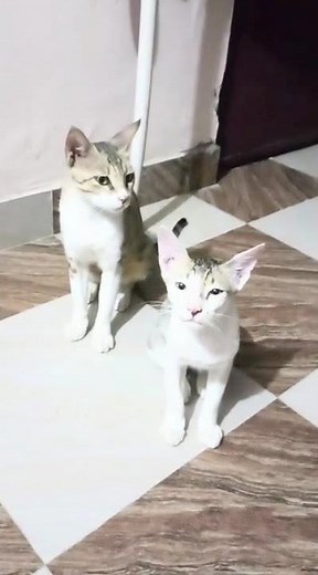 बिल्ली डांस # song #🍁🌹🍁💐☘️🌺🪴