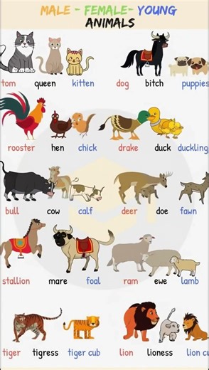 The Ultimate Animal Name Guide: Family Edition #learnenglish