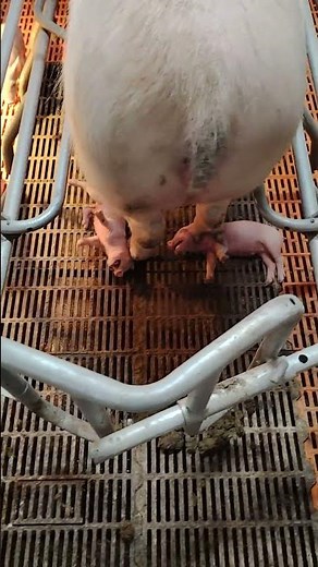 Pig Farmer Safely Loading Pigs into a Truck | Educational Purpose Only