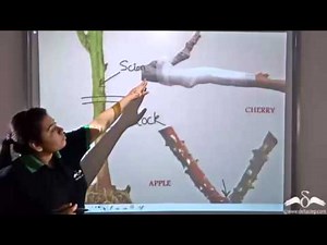 Artificial vegetative propagation-grafting