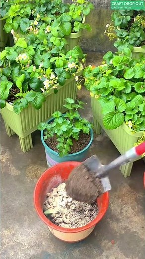 Make Natural Fertilizer from Manure 🌿 Boost Plant Growth the Organic Way!