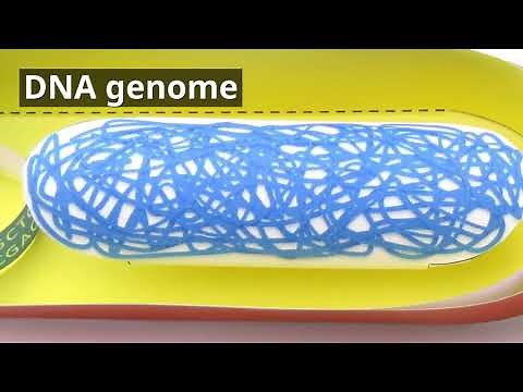 Simple Bacterial Cell Origami Organelle