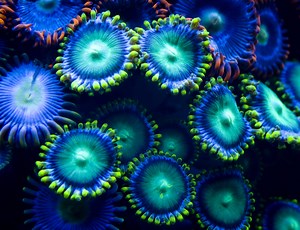 How to identify corals with hitchhikers in a reef aquarium