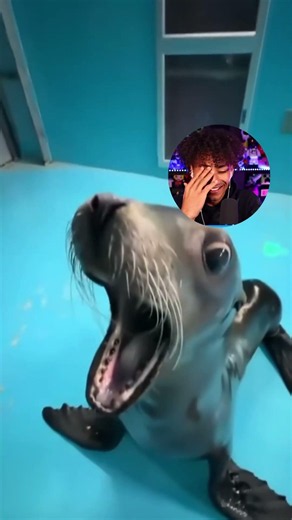 Foltyn Watches a Seal Tweaking Out 💀 #viral #funny