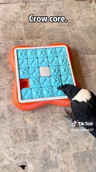 Crows Playing and Feeding: Adorable Bird Moments