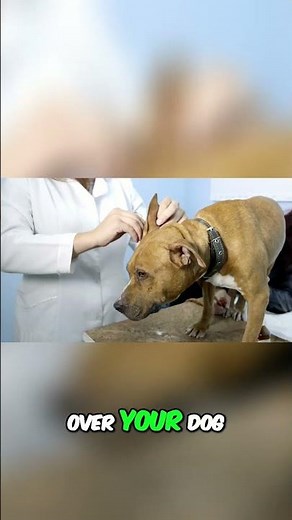 Eliminate Dog Odor Fast: Apple Cider Vinegar Solution