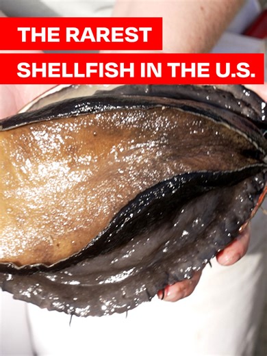 The Cultured Abalone, a red abalone farm in Santa Barbara, California, is sustainably raising the rarest and most expensive mollusk in the country. 🤯 See how its team is doing this, and supplying it to restaurants all across the U.S. Presented by @stonyfield #abalone #abalonefarm