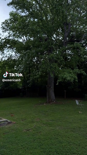 i always love this dark shadow spot of the yard in the spring/summer 🌳 lightning bugs soon #spring #texas #trees #nature