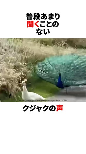 クジャクの鳴き声はうるさい