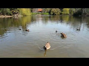 Cat TV for Cats to Watch - Ducks Quacking On Water / Nature Relaxation Film