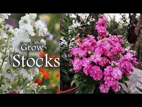 Stock Flower Plant , Growing Stocks - Fragnant Flowers
