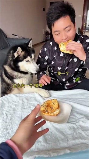 Dog: I am not a human, you are a real dog and jerk! People and dogs always go crazy in this series.