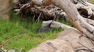 Birds that walk together, flock together... Though helmeted guineafowl are capable of flight, these birds are adept runners and spend the majority of their time on the ground! In their native range of Sub-Saharan Africa, they will often walk or run behind hoofstock herds to search out insects and seeds. Spot these speckled birds on your next visit to The Living Desert's Rhino Savanna! | The Living Desert