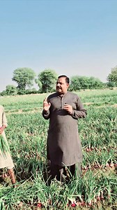 146K views · 5.3K reactions | Achieve 250g onion yield within 80 days through targeted crop leaf management. | The Agri Trust | Facebook