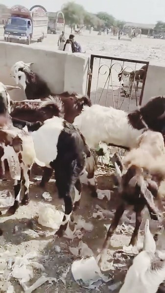 🐐 An Interesting Scene of a Male and Female Goat Breeding | Witness This Beautiful Natural Process!