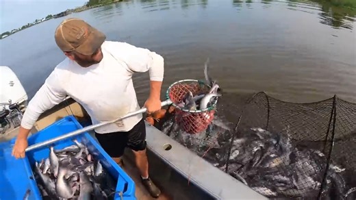 A legendary day on the Louisiana bayou — hauling in an unbelievable 8,000 pounds of catfish with traditional hoop net commercial fishing. A rare look at heritage, hard work, and the bounty of the waters! #Catfish #LouisianaBayou #CommercialFishing #HoopNet #BigCatch #FishingLife | Ellen Roman