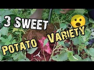 3 SWEET POTATO VARIETIES YOU CAN GROW IN YOUR GARDEN
