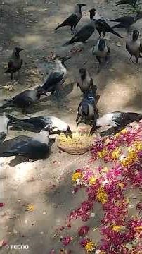 The crow is eating food