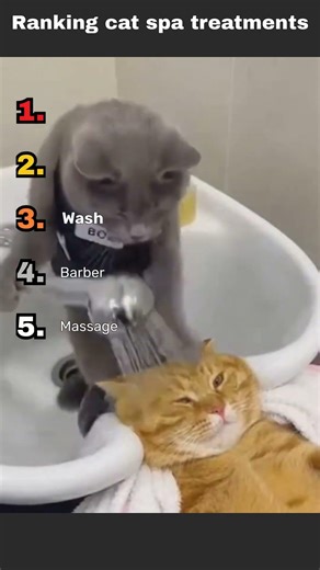 Ranking cat spa treatment moments 😂😸
